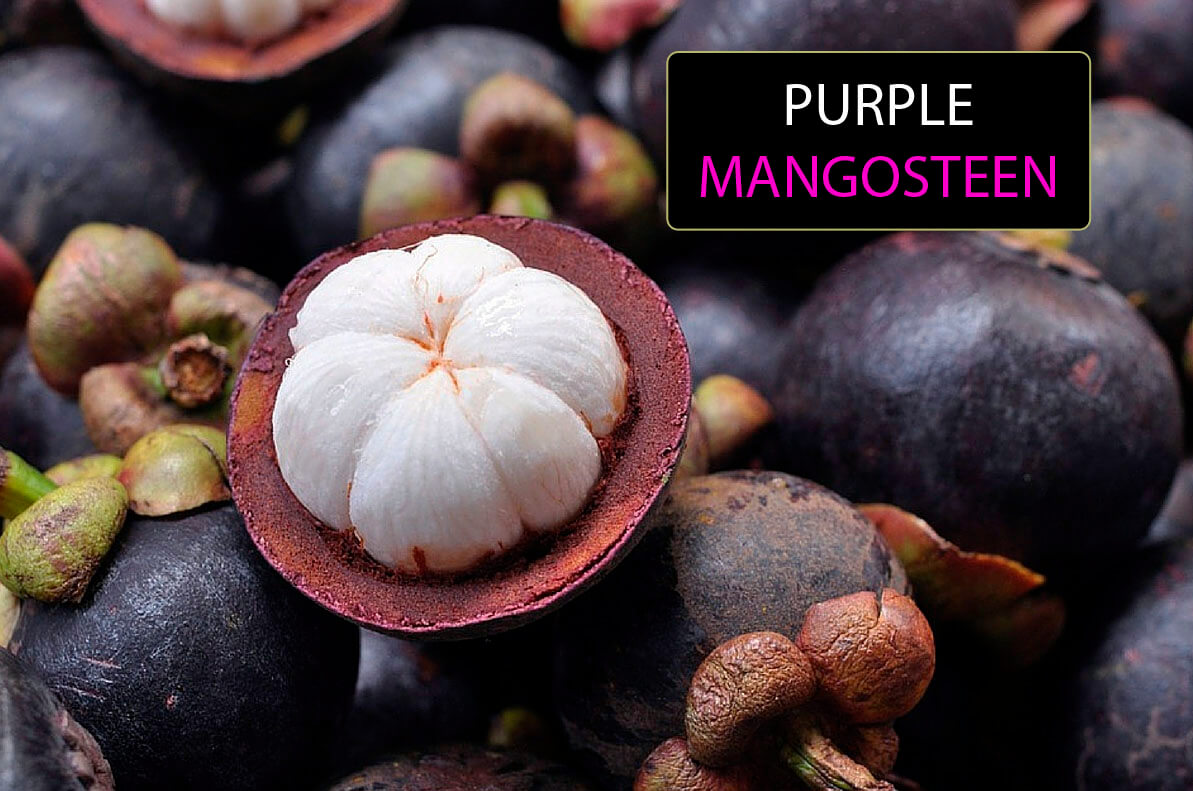 purple mangosteen ingredients